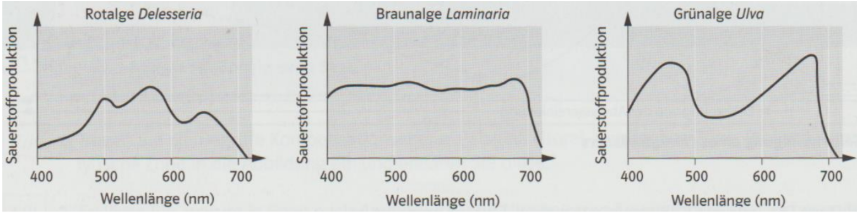 Drei Graphen: Sauerstoffproduktion über Wellenlänge (400–700 nm) für Rotalge Delesseria, Braunalge Laminaria, Grünalge Ulva